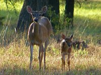 deer & baby.jpg