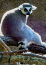 lemur.jpg