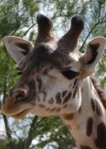 giraffe3.jpg