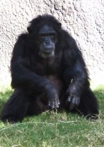 gorilla2.jpg