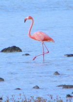 flamingo.jpg