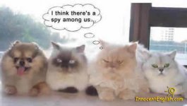 three-cats-dog-spy-img117.jpg