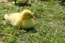 410787_duckling.jpg