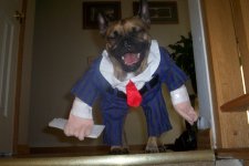 dog-costume-businessman.jpg