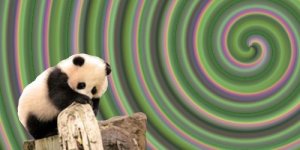panda banner rainbow.jpg