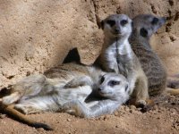 2meerkats.jpg