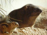 chipmunk&hyrax.jpg