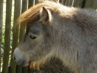 mini-donkey.jpg