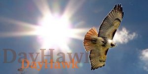 dayhawk.jpg