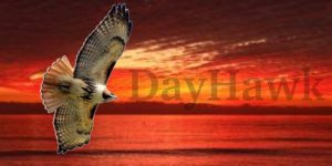 DayHawk2.jpg