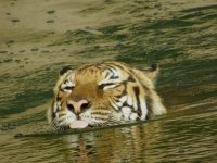 tigerswim.jpg