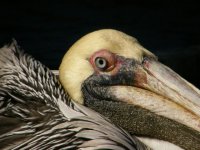 pelican2.jpg