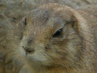 prairie dog.jpg