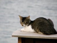 SXM Kitty 3.jpg