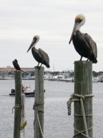 3 pelicans.jpg