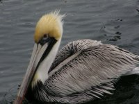 pelican2.jpg