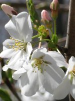 cherryblossoms2.jpg