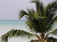 bird in a palm tree.jpg