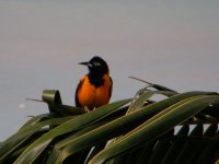 bird in a palm tree 3.jpg