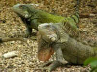 2 iguanas.jpg