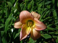 day lily.jpg