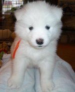 Carrot the Samoyed Pup.jpg