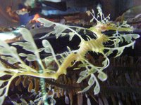 leafy sea dragon.jpg