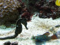 seahorse damsel.jpg