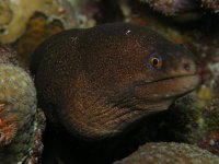 golden moray 2.jpg