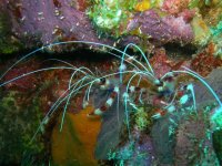 2 more banded shrimp.jpg