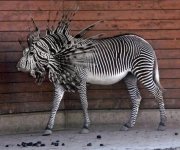 fish_zebra.jpg fish_zebra.jpg