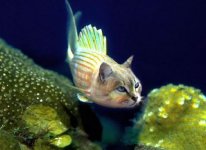 Fish_Cat.jpg Fish_Cat.jpg