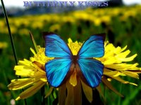 butterfly.jpg