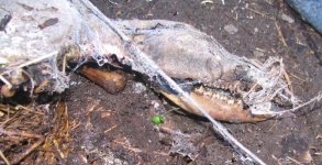 dead thing.jpg