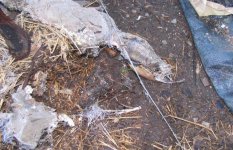 dead thing, again.jpg