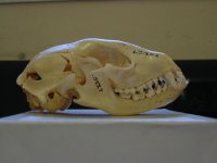 800px-Raccoon_skull_Pengo.jpg
