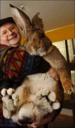rabbit.jpg
