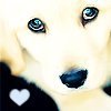 puppydogeyes.jpg
