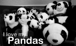 Panda love.jpg