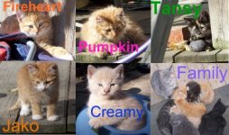 Family of kittens- Fire and co. with names.jpg