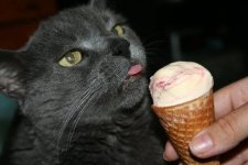 kitty and ice cream.jpg