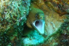 golden moray2.jpg