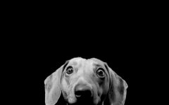 Doggie.jpg