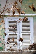 CURWin white w branches.jpg