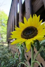 Sunflower.jpg