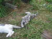 Nancy playing with Lily's tail.jpg