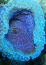 arrow crab7 in sponge.jpg