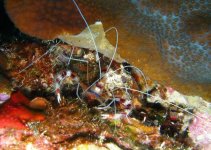 candy cane shrimp7.jpg