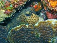 cow fish in crevice.jpg