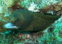 golden moray2.jpg